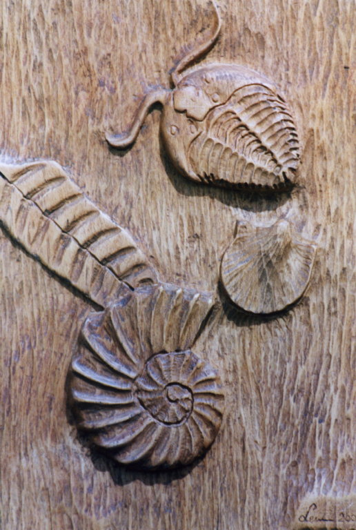 017 Fossili-faggio-40x25