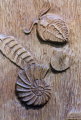 017 Fossili-faggio-40x25